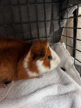 Rescue Guinea Pig Guinea Pigs for Adoption in Honolulu, Hawaii - Johnathan | PetCurious